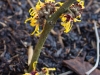 hamamelis_orange_beauty_b_18_01_15