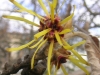 hamamelis_pallida