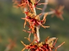 hamamelis_ruby_glow