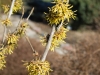 hamamelis_westerstede_b_kubs_2014_april_1