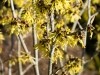 hamamelis_westerstede_c_kubs_2014_april_1