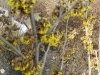 Hamamelis x intermedia  'Westerstede'