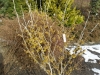 Hamamelis x intermedia  'Westerstede'