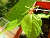 hovenia_dulcis_seedling