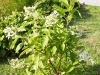 hydrangea_paniculata_le_vasterival_kubs_17_08_2014