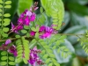 Indigofera heterantha