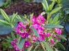 Kalmia angustifolia