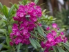 kalmia_angustifolia_kaimas_28_06_2014