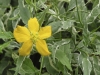 Kerria japonica