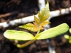 Koelreuteria paniculata seedling