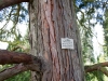 calocedrus_decurrens_bark_04_05_14_rotock_bs