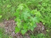 Liquidambar styraciflua