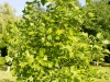 liriodendron_tulpifera_kubs_17_08_2014