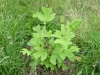 Liriodendron tulipifera