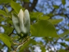 magnolia_acuminata_flower_04_05_14_rotock_bs