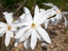 Magnolia_kobus2_flowering_22_04_14_KU_BS