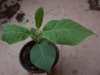 5 months seedling of M. macrophylla