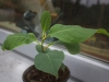 m-macrophylla-seedling-2