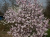 Magnolia_stellata2_flowering_22_04_14_KU_BS