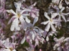 Magnolia_stellata_flower_22_04_14_KU_BS