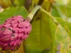 magnolia_tripetala_fruit_kubs_03_10_2014