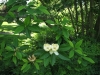 Magnolia virginiana