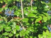 Mahonia aquifolium