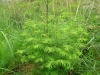 Metasequoia glyphistoides