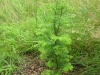 Metasequoia glyphistoides