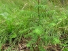 Metasequoia glyphistoides