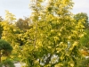 metasequoia_gold_rush_kubs_03_10_2014