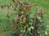 parrotia_persica_kubs_03_10_2014