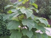 paulownia_kubs_20120921c