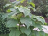 Paulownia tomentosa