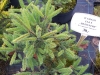 Picea mariana