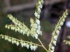 pieris_floribunda_flower_april13_2014