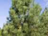 pinus_ponderosa_kubs_17_08_2014