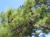 Pinus taeda