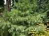 pinus-wallichiana-kubs