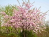 Prunus_spp1_22_04_14_KU_BS