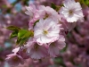 Prunus