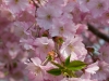 Prunus_spp_flower_22_04_14_KU_BS