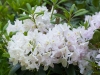 Rhododendron catawbiense 'album'