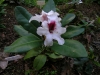 Rhododendron picobello