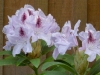 Rhododendron Alexis