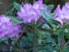 Rhododendron "Bluerettia"