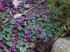 cyclamen_parviflorum_copenhagen