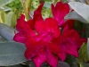 Rhododendron \"Brisanz\"