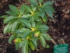 rhododendron_aganniphum_var_aganniphumi_copenhagen