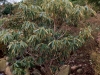 rhododendron_calophytum_x_trallianum_copenhagen